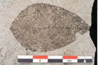 Foto (Detailansicht) von Quercus tephrodes Unger (NHMW-GEO-2024-0188-6666)